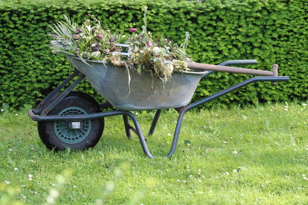 Schubkarre mit Grünschnitt vor einer Hecke